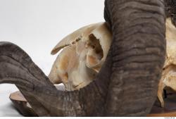 Photo Textures of Mouflon Skull 